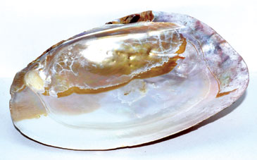 6" Shell incense Burner 6" Shell incense Burner