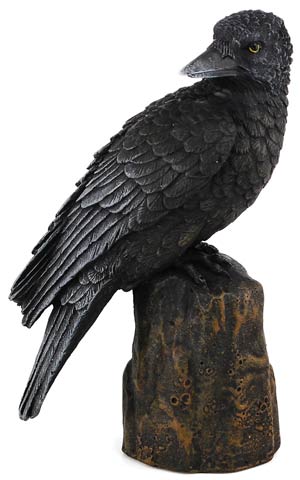 Raven back 6" Raven back 6"